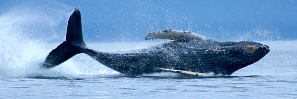 Florian Schulz whale