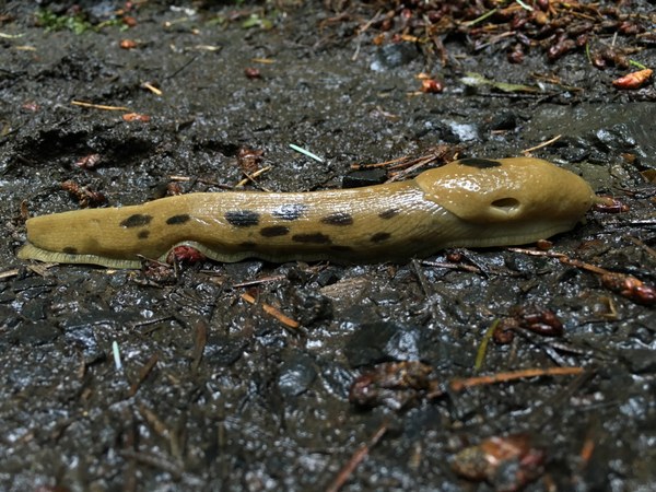 Banana Slug, Photo by Douglas Indrick.jpg