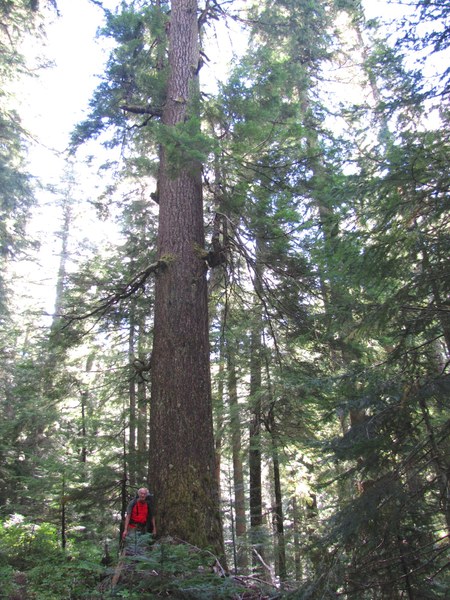 Big tree near northern end of the trail.jpg