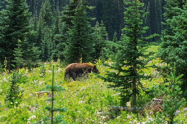 Black bear closeup-Owyhigh Trail-Mount Rainier-0092.jpg