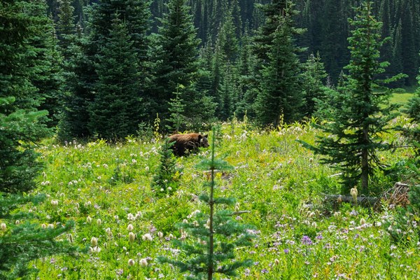 Black bear-Owyhigh Trail-Mount Rainier-0085.jpg