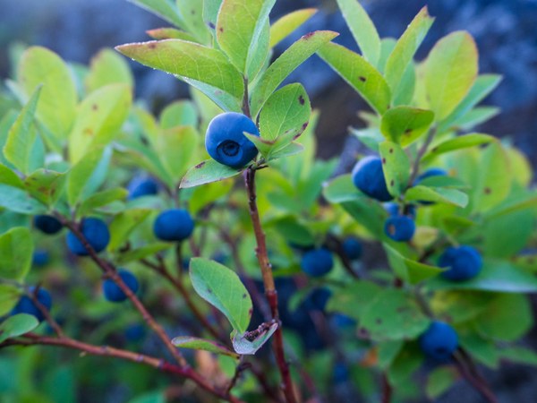 Blueberries, Ida Vincent.jpg