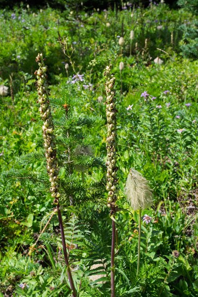 Bracket Lousewort-Owyhigh Trail-Mount Rainier-0107.jpg