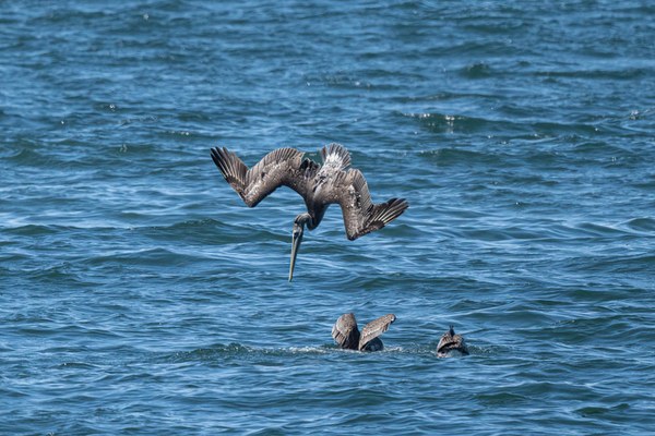 Brown Pelican-Half Moon Bay-Grays Harbor-.jpg