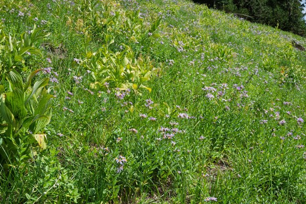 Cascade asters dominate -Owyhigh Trail-Mount Rainier-0275.jpg