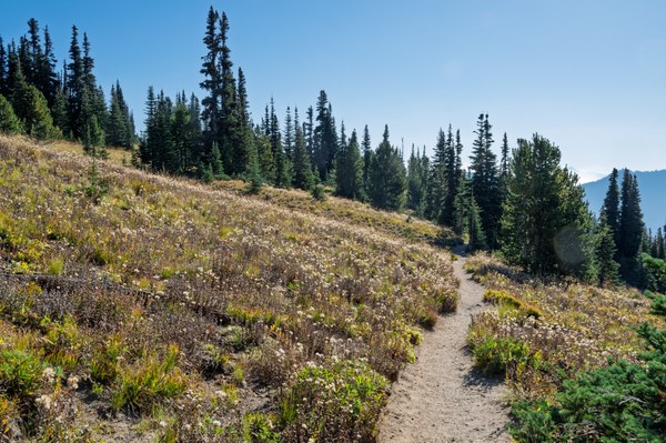 Cascade Asters gone to seed in late September-Silver Forest Trail-Mount Rainier-0124.jpg