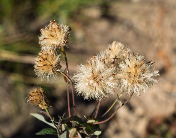Cascade Asters in Seed-Silver Forest Trail-Mount Rainier-0014.jpg