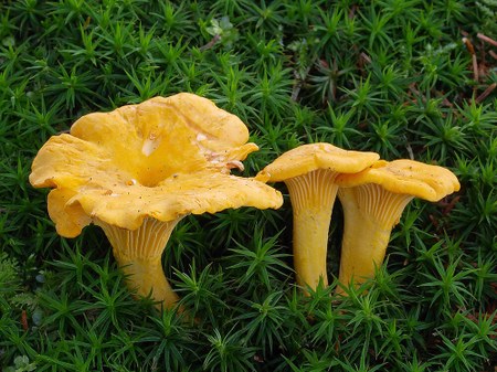 chanterelle mushroom.jpg