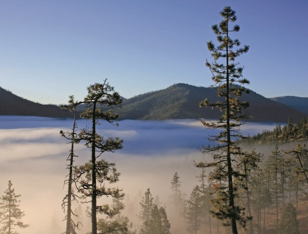 Coastal fog - Fog hangs on the trees and hills surrounding the Kalmiopsis Wilderness - LeGue.jpg