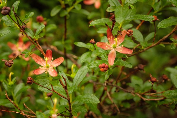 Copperbush - Elliottia pyroliflora-Lake Ann Trail-Mt Baker Wilderness-6067.jpg