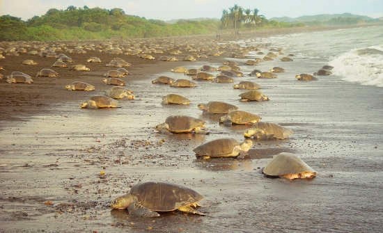 Costa-Rica-Sea-Turtle-Nesting-at-Ostional-Beach.jpg