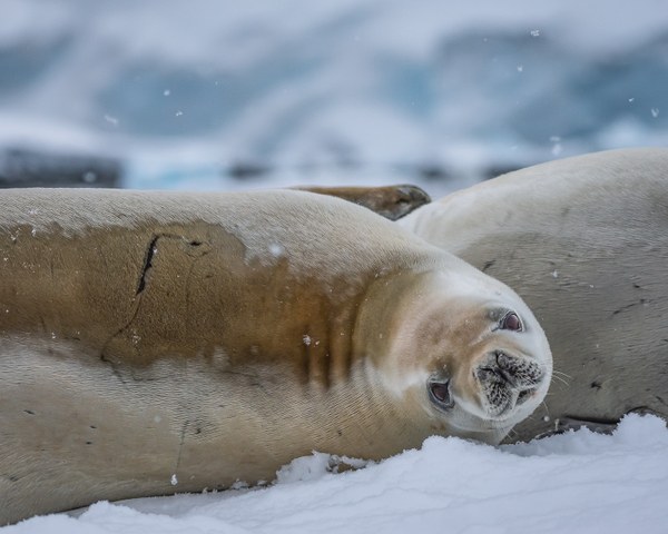 Crabeater Seal, Neumayer Channel.jpg