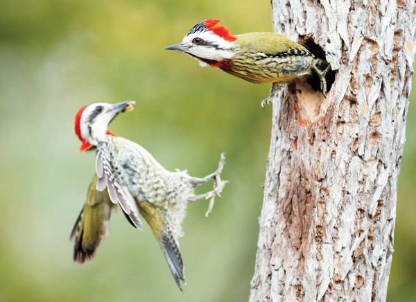 Cuban Green Woodpecker (2938) copy.jpg