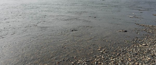 Fish everywhere-Heirman Wildlife Area-Snohomish County-4240.jpg