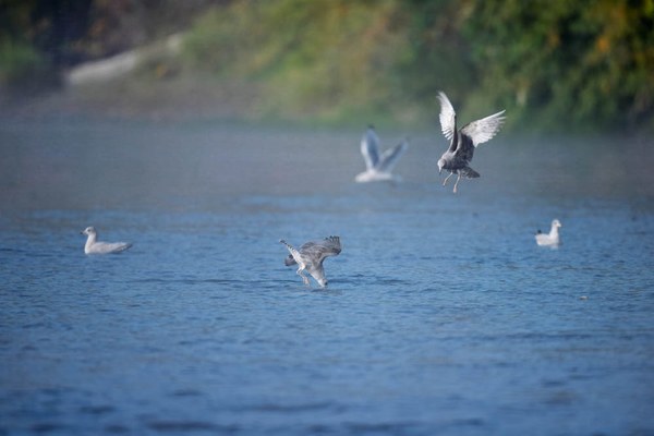 Flock of short-billed-Heirman Wildlife Area-Snohomish County-6509.jpg