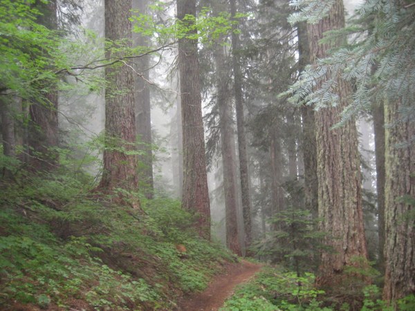 Fog and forest.jpg
