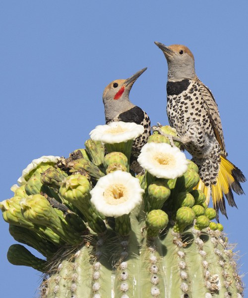 Gilded Flicker (1724)_SM.jpg