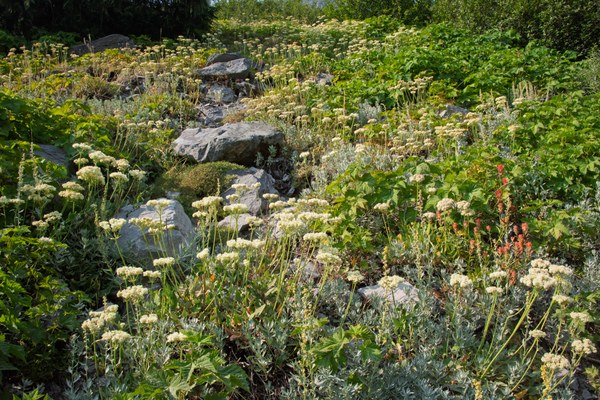 Glacier Basin Trail Flowers in early August-Glacier Basin Trail-Mt Rainier Wilderness-1005.jpg