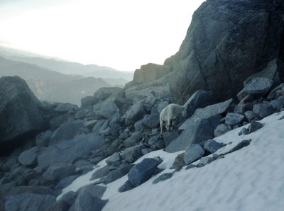 goat alpine lakes wilderness