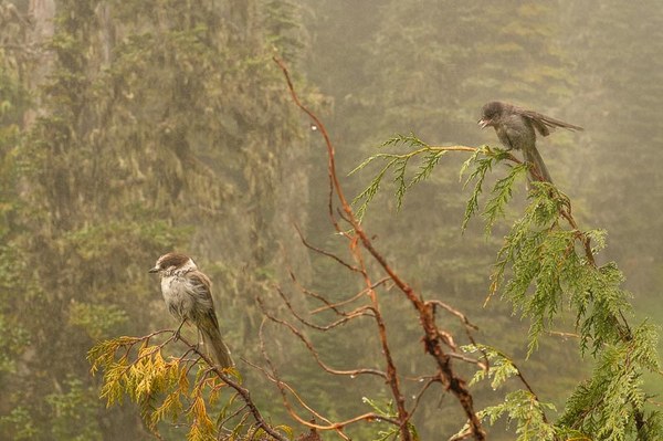 Gray Jay & fledgling-Sprag Park Trail Park Trail-Mt Rainier Wilderness-5724.jpg