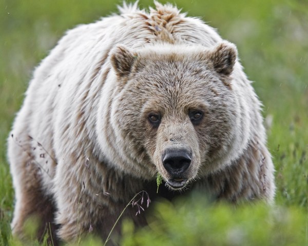 Grizzly Bear - Denali - NPS - Ken Conger (002).jpg