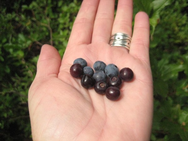 Huckleberries in hand.jpg