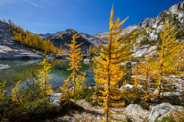 Larches in the Enchantments. Photo by Ida Vincent. .jpg