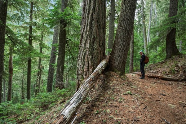Large Trees-Owyhigh Trail-Mount Rainier-0019.jpg