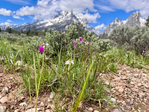 Looking west toward the Tetons from one of many flower meadows. Photo by Becky L.jpg