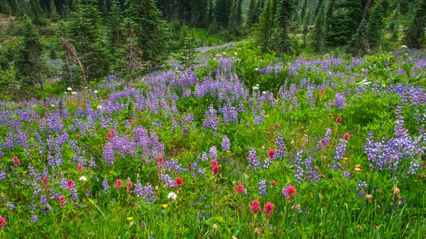 Lupine & Paintbrush-Naches Peak Loop-William Douglas Wilderness-9340.jpg