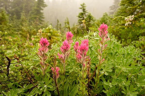 Magenta Paintbrush - Castilleja parviflora-Sprag Park Trail Park Trail-Mt Rainier Wilderness-5735.jpg