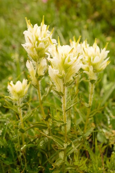 Magenta Paintbrush - Castilleja parviflora-Sprag Park Trail Park Trail-Mt Rainier Wilderness-5778.jpg