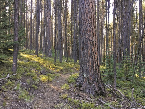 Mixed - Lodgepole pines are mixed with giant larch trees along the South Fork Desolation Creek Trail - LeGue.jpg