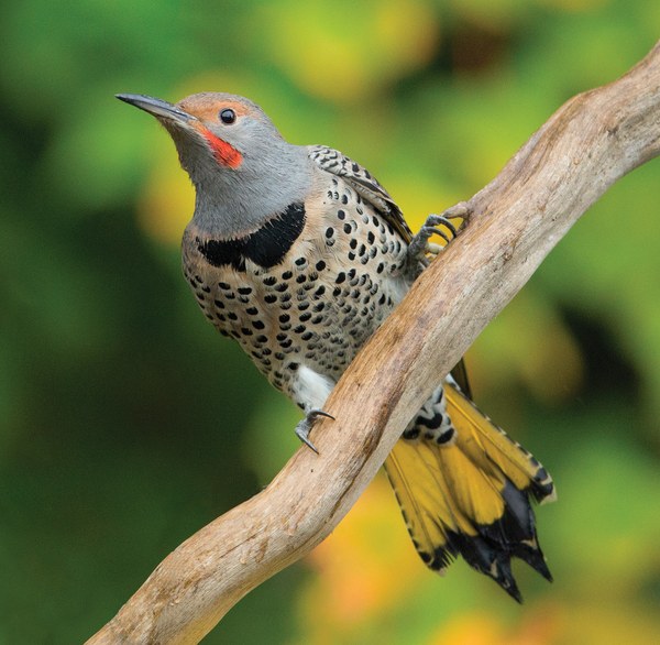Northern Flicker Intergrade (9341)SM.jpg
