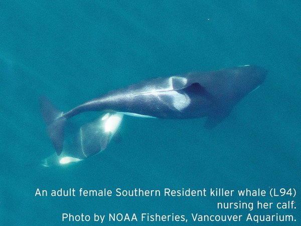 Orca-nursing-mom-blog.jpg