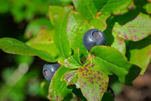 Oval-leaf Huckleberry - Vaccinium ovalifollium-Owyhigh Trail-Mount Rainier-0362.jpg