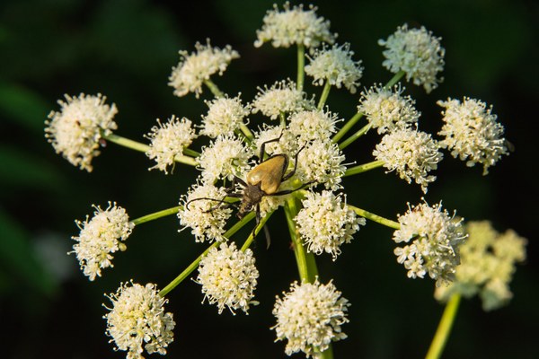 Pachyta armatha on an angelica.-Glacier Basin Trail-Mt Rainier Wilderness-1053.jpg