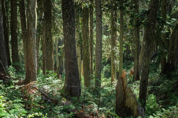 Pacific silver firs with witch's hair lichen-Owyhigh Trail-Mount Rainier-0377.jpg