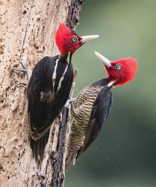 Pale-billed Wodpeckers (4365)_SM.jpg