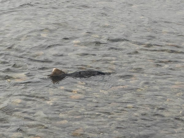 Pink in shallows1-Heirman Wildlife Area-Snohomish County-4242.jpg