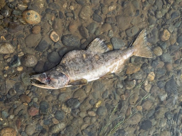 Pink Salmon dead-Heirman Wildlife Area-Snohomish County-4252.jpg