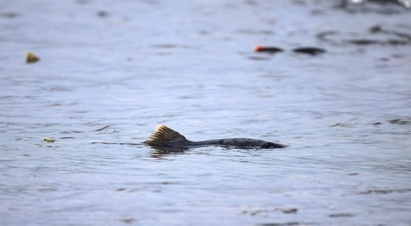 Pink Salmon female (Onocorhynchus gorbuscha)-Heirman Wildlife Area-Snohomish County-6460.jpg