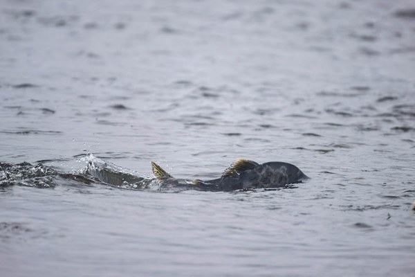 Pink Salmon male (Onocorhynchus gorbuscha)-Heirman Wildlife Area-Snohomish County-6469.jpg