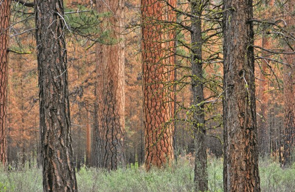 Ponderosa - A forest of ponderosa pines lines the spectacular Wild and Scenic Metolius River - Brizz Meddings.jpg