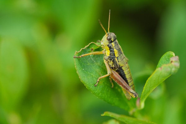 Prumnacris rainierensis - Male-Reflection Lake Trail-Mt Rainier Wilderness-5135.jpg