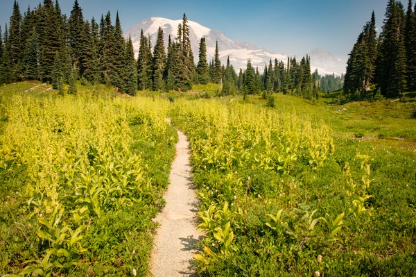 Reflection Lake Trail-Reflection Lake Trail-Mt Rainier Wilderness-6279.jpg