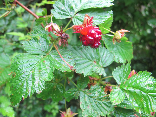 Salmonberry.png