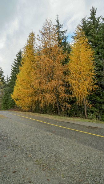 Golden Larches