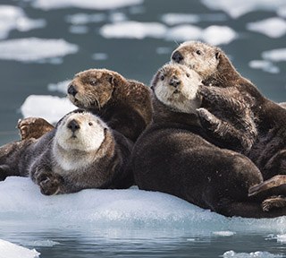 Sea Otters-HughRose
