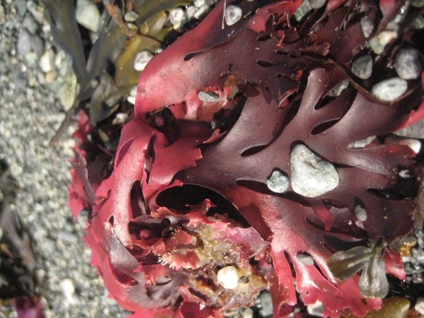 Seaweed.jpg
